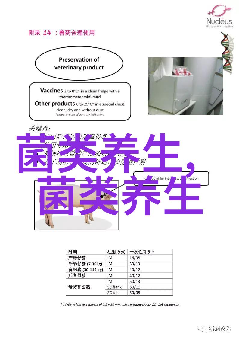 怎么高效养猪